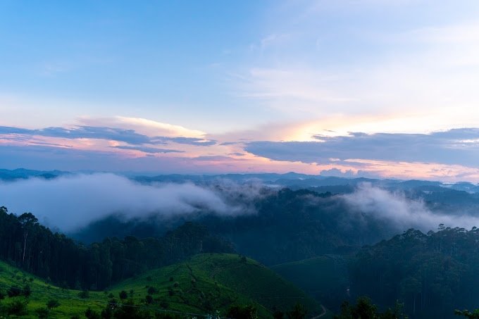 Nyungwe National Park - Forest